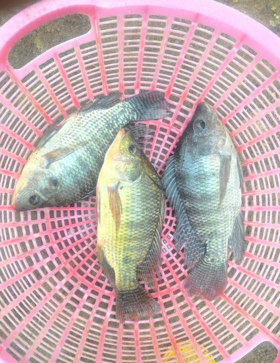 Nuôi cá 1 năm, nam thanh niên nhờ mạng xã hội "giải cứu" 8 tấn cá ảnh 2