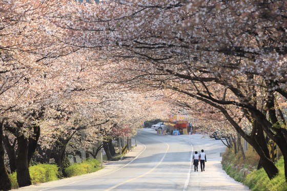 KTO tổ chức cuộc thi 'Relive Your Korea Trip' với nhiều giải thưởng hấp dẫn ảnh 3