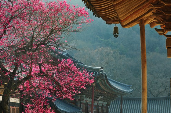 KTO tổ chức cuộc thi 'Relive Your Korea Trip' với nhiều giải thưởng hấp dẫn ảnh 2