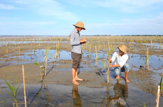 Lá chắn xanh nơi biển cạn ảnh 1