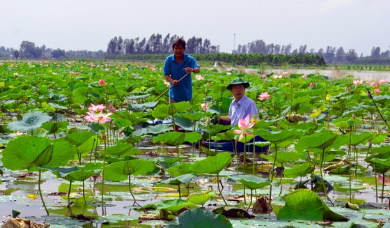 Nông dân Hậu Giang 'chỉ nhau' làm giàu ảnh 1