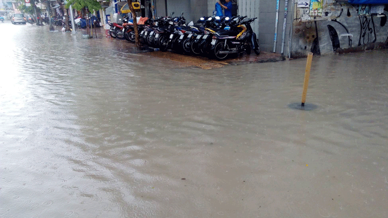 TPHCM mưa lớn, nhiều cây ngã đổ ảnh 1