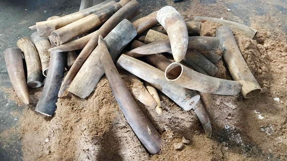 Phát hiện hàng trăm kg ngà voi tại cảng Cát Lái ảnh 2
