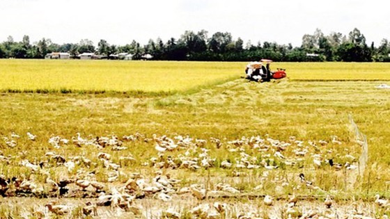 ĐBSCL: Chuyển đổi mô hình phát triển bền vững ảnh 1