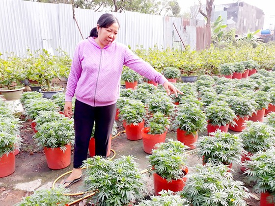 Thu lãi cao từ trồng bí lấy đọt ảnh 1