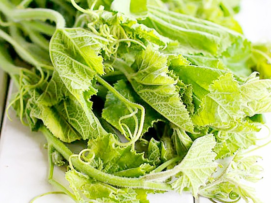 Thu lãi cao từ trồng bí lấy đọt ảnh 2