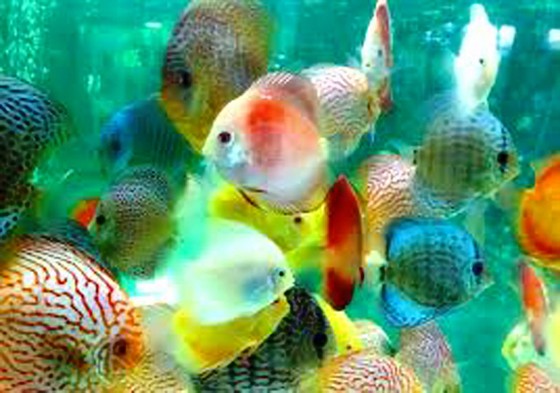 Nuôi cá đĩa đỏ thương phẩm ảnh 1