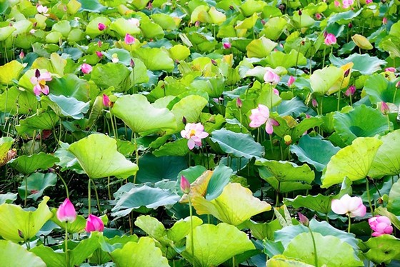 Trồng sen, thoát nghèo ảnh 1