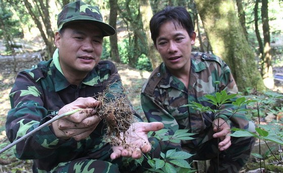 探索廣南省玉靈參“王國” ảnh 3