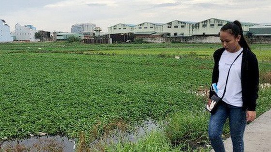 揭發多家出售“影子”項目公司 ảnh 1