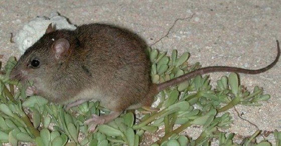 最崩潰的事實!科學家證實已於 2019 年絕種的動物 ảnh 2