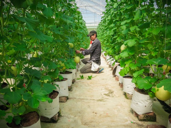 Đảng bộ huyện Hòa Vang - Dấu ấn một nhiệm kỳ ảnh 3