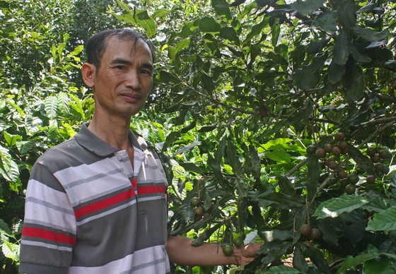 Hỗ trợ nông dân phát triển cây mắc ca ảnh 1