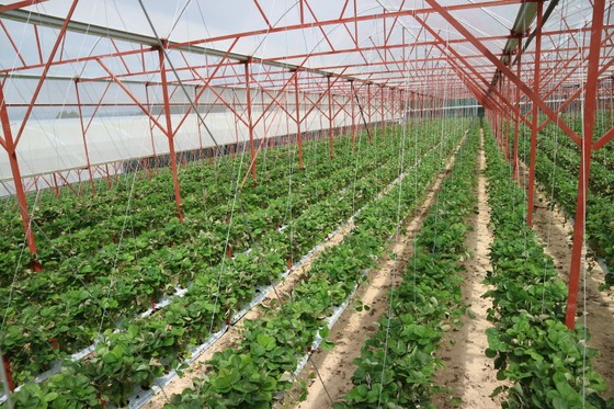 Nông dân Đà Lạt làm giàu nhờ trồng dâu tây "treo" ảnh 1