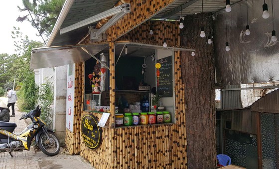 Những cây thông Đà Lạt bị 'nhốt' trong nhà ảnh 4