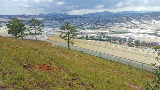 Thuê người cưa thông, lấn hơn 1.200m² đất rừng ở Đà Lạt ảnh 6