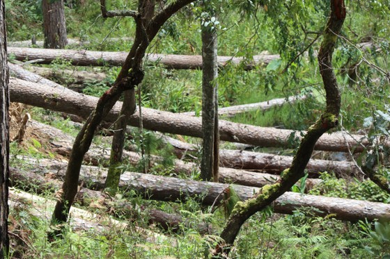 Thủ tướng chỉ đạo kiểm tra, xử lý tình trạng mất rừng tại Lâm Đồng  ảnh 1