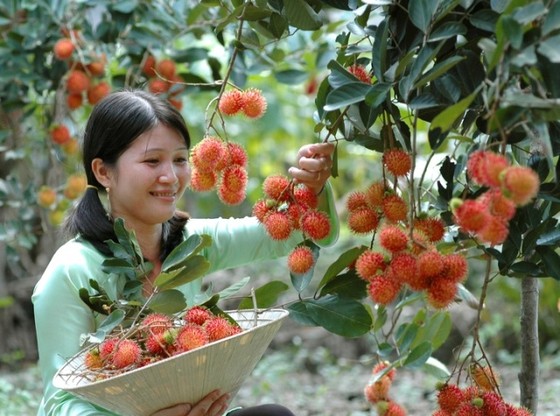 Sau xoài và thanh long, đến chôm chôm Việt "đi" New Zealand ảnh 2