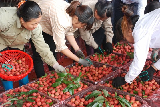 Giữa vụ, nông dân trồng vải đã "hái" 3.411 tỷ đồng ảnh 2