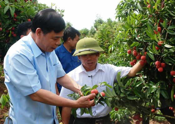 Giữa vụ, nông dân trồng vải đã "hái" 3.411 tỷ đồng ảnh 1