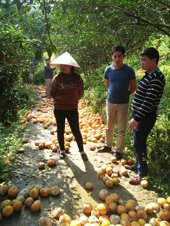 Nguyên nhân khiến hơn 8.000ha cam Hà Giang rụng lăn lóc ảnh 2