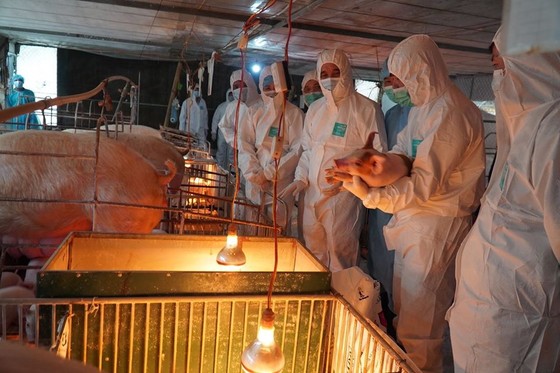 Bộ NN-PTNT báo cáo Thủ tướng về nhập khẩu thịt heo ảnh 1