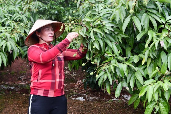 Vải thiều tươi Việt Nam lần đầu xuất khẩu sang Nhật Bản có thể 'lỡ hẹn' do dịch Covid-19 ảnh 1