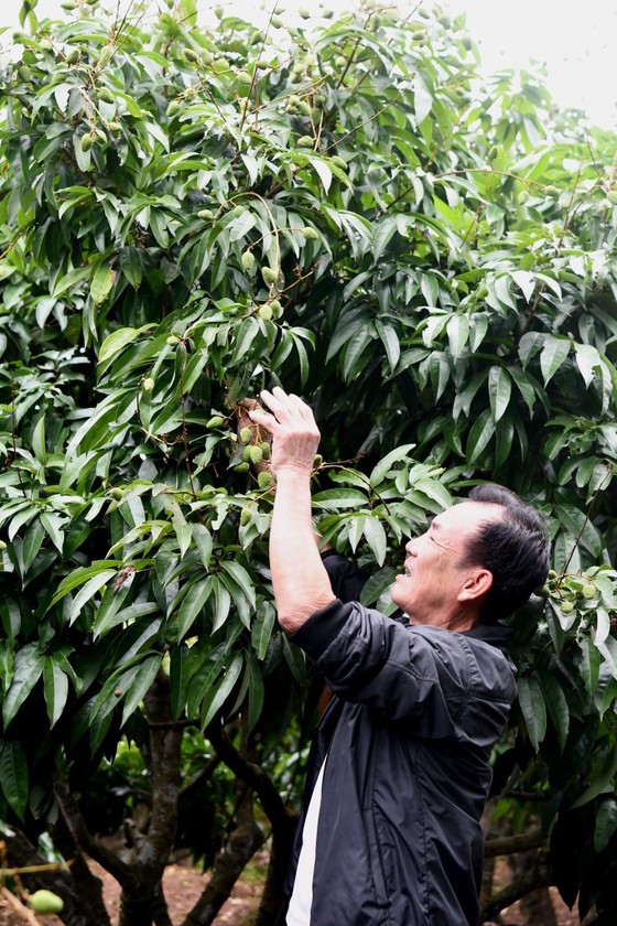 Vải thiều tươi Việt Nam lần đầu xuất khẩu sang Nhật Bản có thể 'lỡ hẹn' do dịch Covid-19 ảnh 2