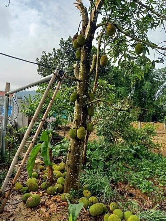 Thiên tai đầu mùa làm 17 người thương vong ảnh 6