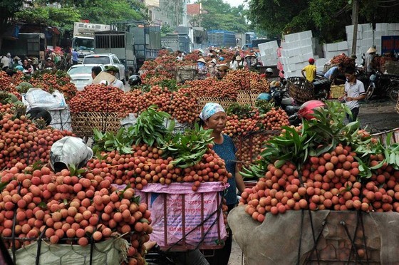 Tin vui bất ngờ cho trái vải Việt Nam ảnh 2