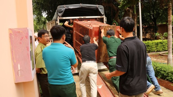 Đưa cá thể gấu nuôi nhốt cuối cùng ở tỉnh Gia Lai về Tam Đảo ảnh 3