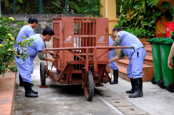 Cứu hộ 1 cặp gấu mẹ - con được nuôi sinh sản ở Việt Nam ảnh 4