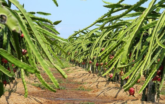 Khan hiếm hàng, giá thanh long tiếp tục lập kỷ lục mới ảnh 1
