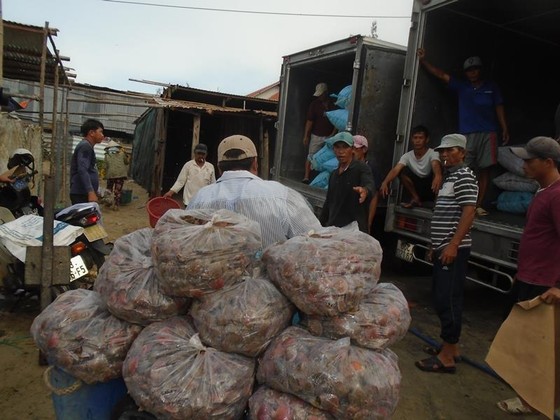 Ngư dân Mũi Né được mùa sò điệp, giá một ký chỉ bằng một gói mỳ tôm ảnh 4