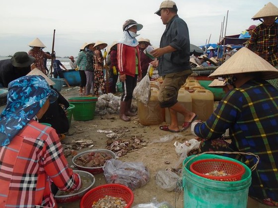 Ngư dân Mũi Né được mùa sò điệp, giá một ký chỉ bằng một gói mỳ tôm ảnh 5