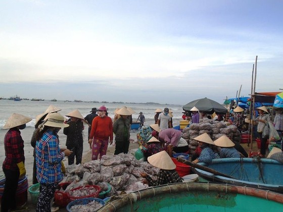 Ngư dân Mũi Né được mùa sò điệp, giá một ký chỉ bằng một gói mỳ tôm ảnh 1