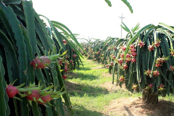 Giá thanh long nghịch vụ chỉ còn 6.000 đồng/kg ảnh 2