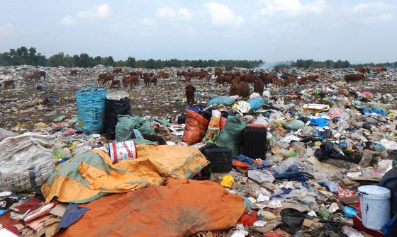 Hàng trăm con bò được chăn thả trên bãi rác lớn nhất thành phố Phan Thiết