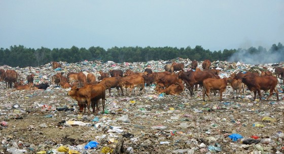 Hàng trăm con bò được chăn thả trên bãi rác lớn nhất thành phố Phan Thiết ảnh 2