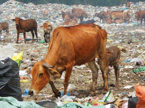 Hàng trăm con bò được chăn thả trên bãi rác lớn nhất thành phố Phan Thiết ảnh 5