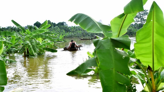 Nước sông Hồng dâng cao ảnh 1