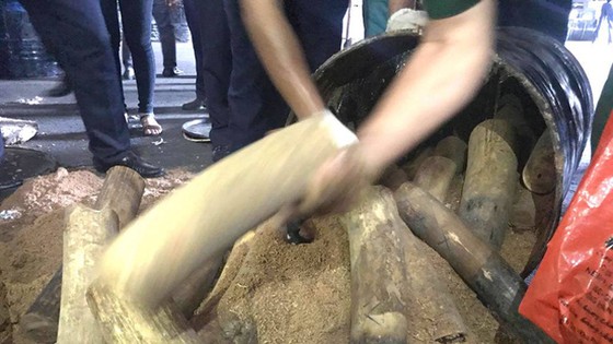 Khởi tố vụ buôn lậu hơn 1,3 tấn ngà voi trong thùng phuy nhựa đường ảnh 1