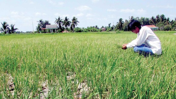 Miền Tây căng mình chống hạn, mặn ảnh 1