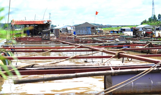 Sông Đồng Nai ô nhiễm vượt quy chuẩn ảnh 1