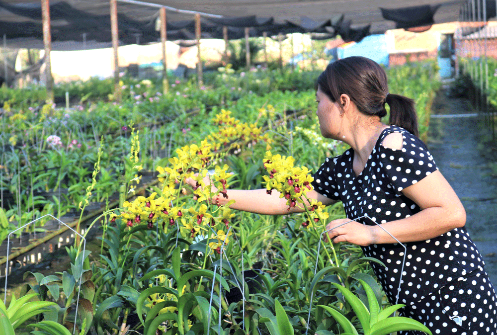 Nông thôn mới TPHCM trên đà phát triển - Bài 1: 'Làn gió' nông nghiệp công nghệ cao ảnh 1