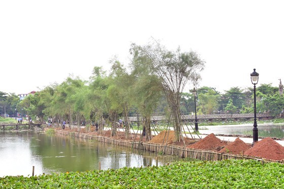 Lãnh đạo Thừa Thiên - Huế lên tiếng vụ trồng tre tại danh thắng Kinh thành Huế ảnh 1