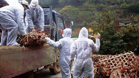 Nhiều chủng virus cúm mới lạ đang rình rập ảnh 1
