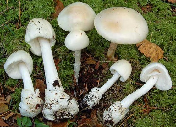 Cả nhà bị ngộ độc nấm: Thêm 1 người tử vong ảnh 2