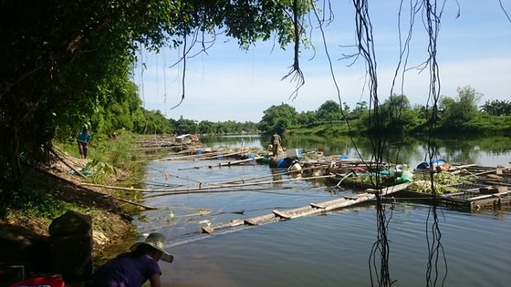 Cá nuôi trên sông Bồ Thừa Thiên – Huế lại chết trắng lồng ảnh 4
