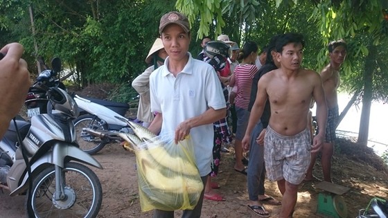 Cá nuôi trên sông Bồ Thừa Thiên – Huế lại chết trắng lồng ảnh 2